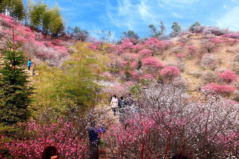 【梅花三弄第二期】2月26日十里梅花香雪海,赏安吉杭垓梅花沟健身摄影