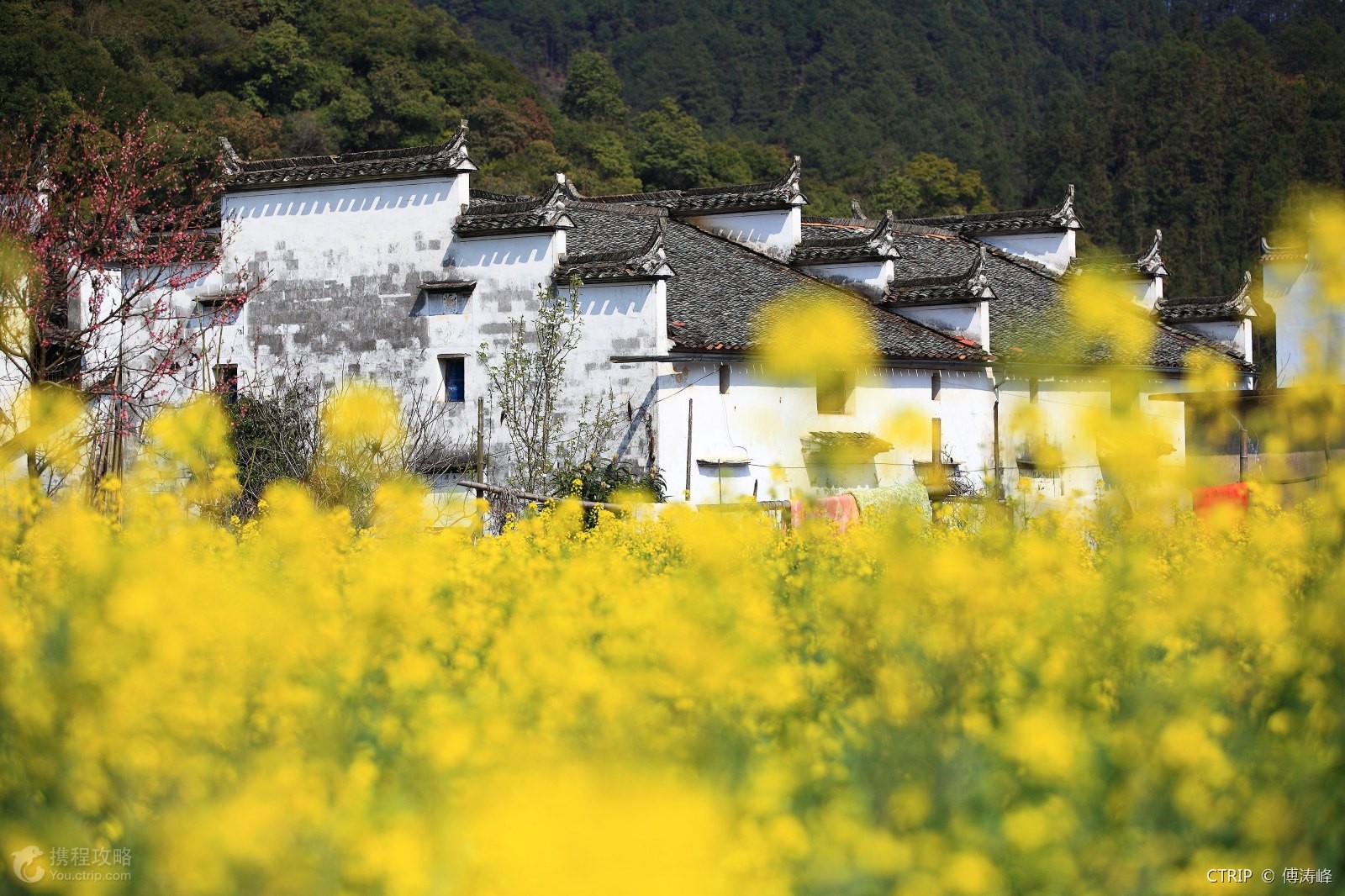 【江西婺源】篁岭梯田 油菜花海 天下第一仙山 三清山